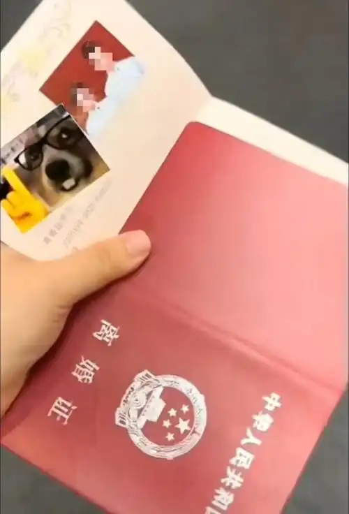 办理假离婚证